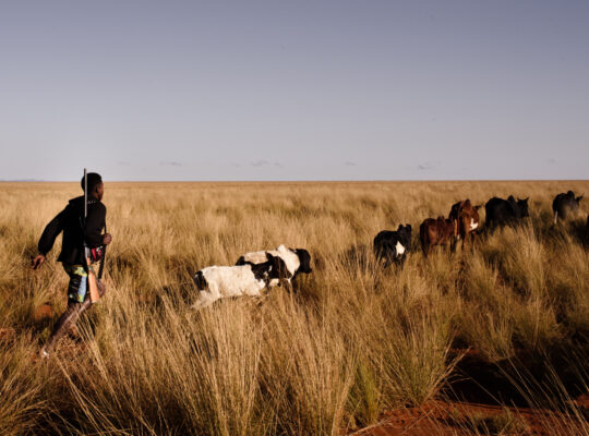 The Case Against a Carbon Credit Farm in Madagascar